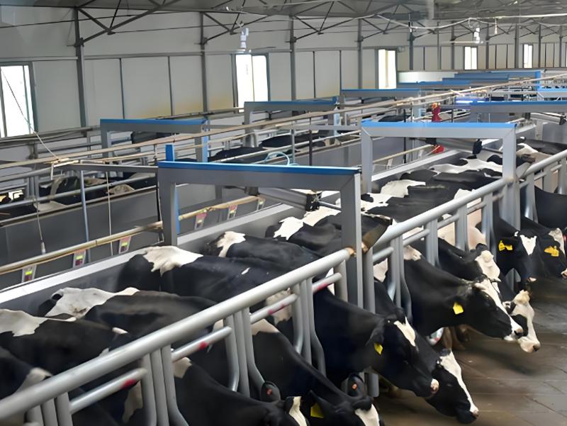 鑫达能蒸汽发生器用于奶牛养殖